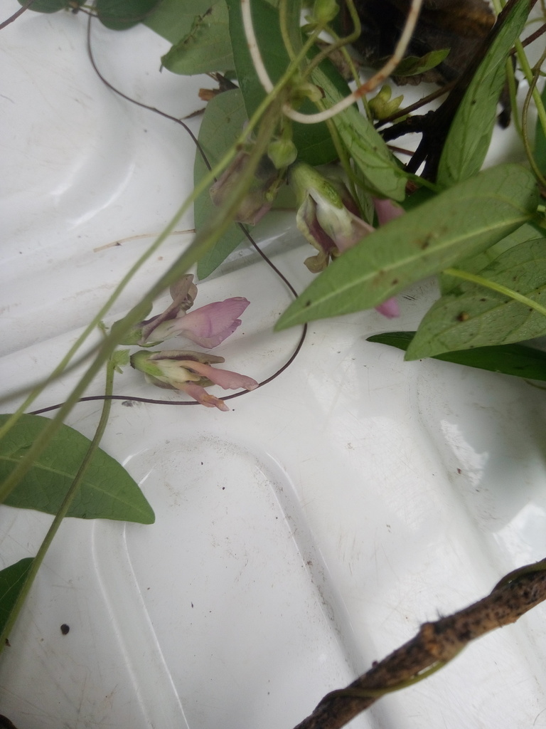 Phaseolus perplexus