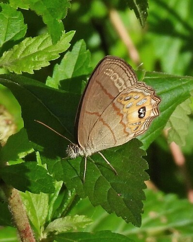 Splendeuptychia pagyris