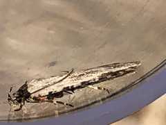 Agonopterix atrodorsella