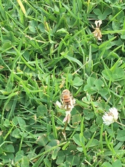 Apis mellifera