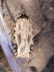 Agonopterix atrodorsella
