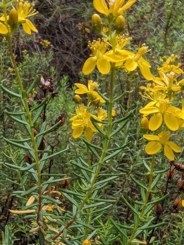 Hypericum empetrifolium (Hypericum empetrifolium)