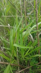 Symphyotrichum ericoides ericoides