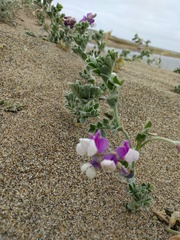Lathyrus littoralis