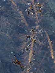 Carpophyllum maschalocarpum