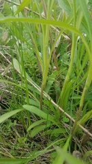 Symphyotrichum ericoides ericoides