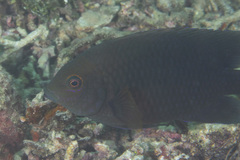 Hemiglyphidodon plagiometopon