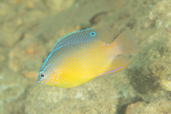 Pomacentrus simsiang