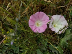 Calystegia purpurata