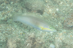 Halichoeres chloropterus