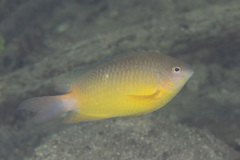 Pomacentrus simsiang