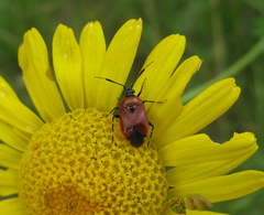 Deraeocoris punctum