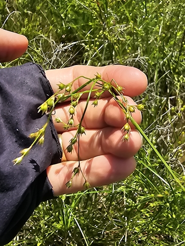 Juncus dudleyi iNat (2)