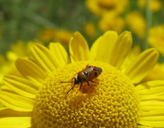 Deraeocoris punctum