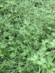 Ranunculus parviflorus