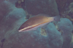 Stethojulis trilineata