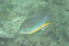 Chrysiptera burtjonesi