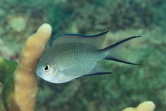 Spiny Chromis photo 3