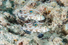 Signigobius biocellatus