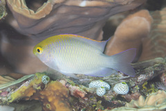 Pomacentrus aurifrons