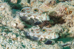 Signigobius biocellatus