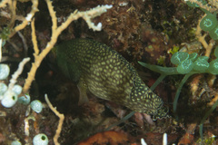 Epinephelus ongus