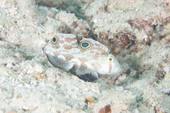 Signigobius biocellatus