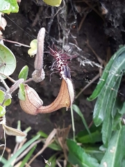Aristolochia robertii