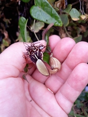 Aristolochia robertii