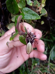 Aristolochia robertii
