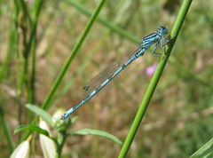 Coenagrion mercuriale