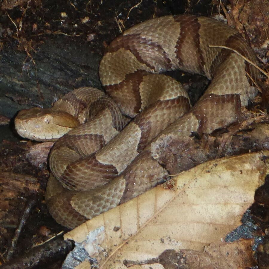 Eastern Copperhead from Loudoun County, VA, USA on May 19, 2024 at 11: ...