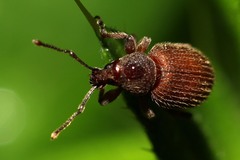 Otiorhynchus indefinitus