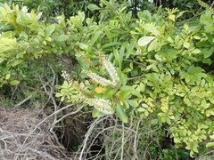 Pterophylla sylvicola sylvicola