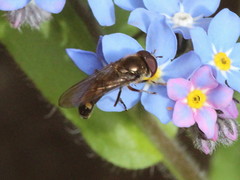 Platycheirus scutatus
