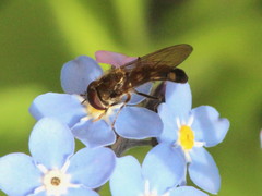 Platycheirus scutatus