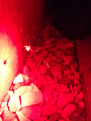 Latrodectus geometricus