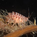 Iphimedioidea - Photo (c) Shallow Marine Surveys Group, some rights reserved (CC BY-NC), uploaded by Shallow Marine Surveys Group