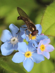 Platycheirus scutatus