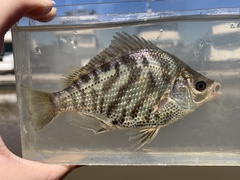 Tule Perch photo 2