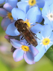 Platycheirus scutatus