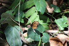 Mechanitis lysimnia utemaia