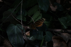 Mechanitis lysimnia utemaia