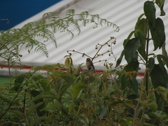 Picumnus olivaceus