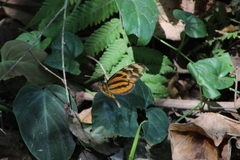 Mechanitis lysimnia utemaia