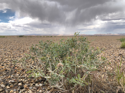 Psorothamnus polydenius var. jonesii
