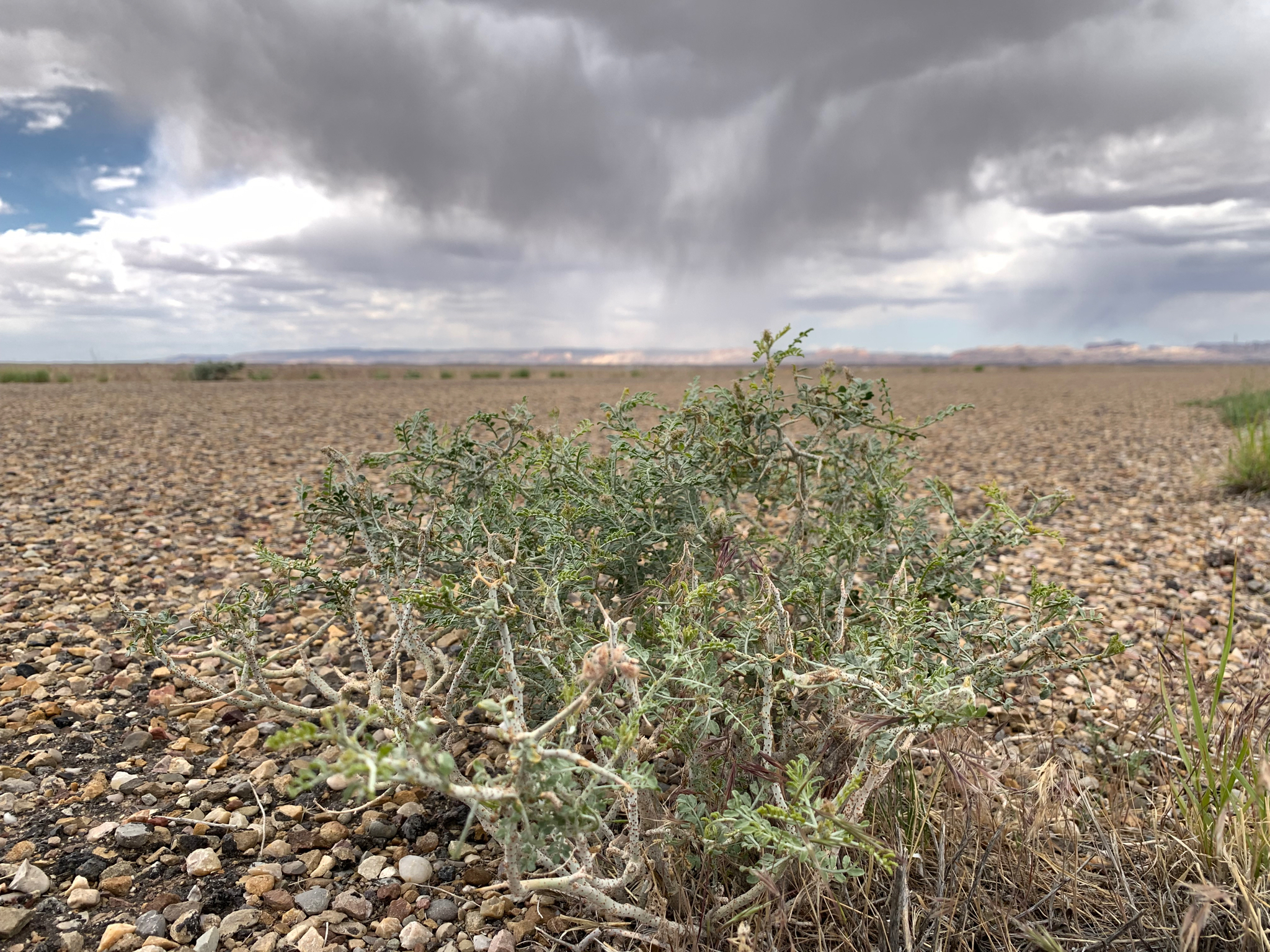 Psorothamnus polydenius var. jonesii