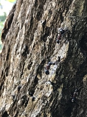 Polyrhachis lamellidens