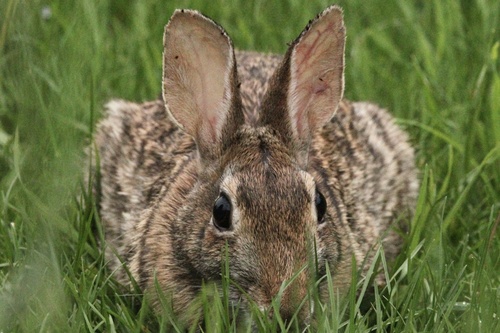 Appalachian Cottontail photographed in Virginia