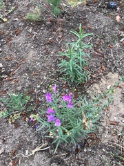 Matthiola incana